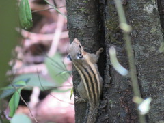 Tamiops mcclellandii