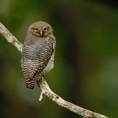 Jungle Owlet photo 4