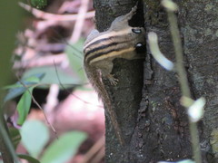 Tamiops mcclellandii