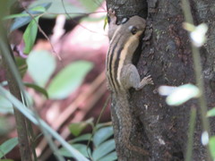 Tamiops mcclellandii