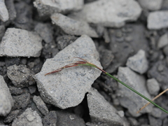 Netrostylis capillaris