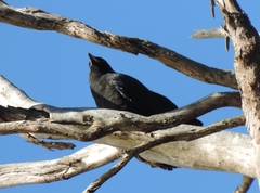 Corvus tasmanicus
