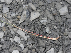 Netrostylis capillaris