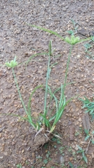 Cyperus cyperoides