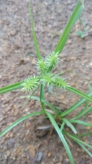 Cyperus cyperoides