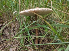 Macrolepiota procera