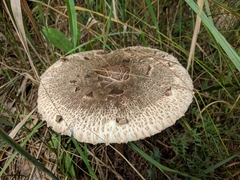 Macrolepiota procera