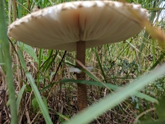 Macrolepiota procera