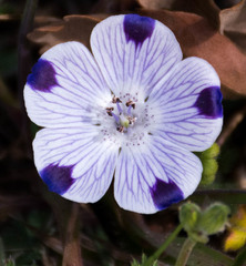 Nemophila maculata