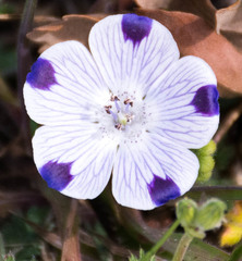 Nemophila maculata