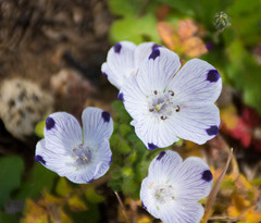 Nemophila maculata