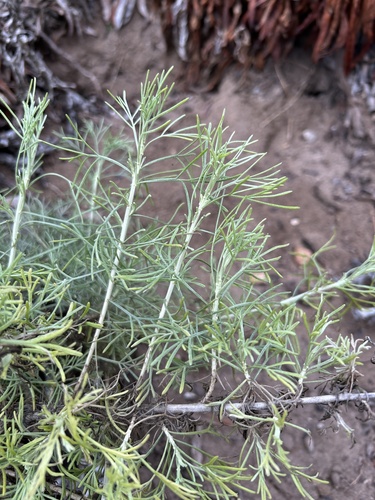 California Sagebrush foliage