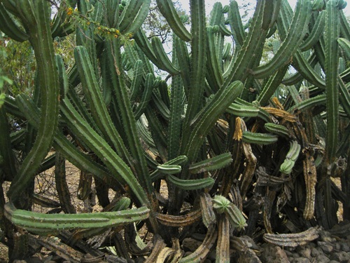 Image of Bilberry cactus by no rights reserved