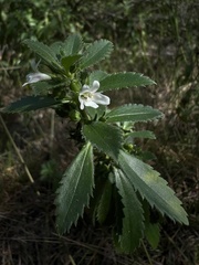 © emmettls, some rights reserved (CC-BY-NC)