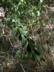 © emmettls, some rights reserved (CC-BY-NC)