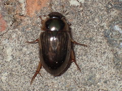 Tropisternus collaris