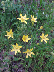 Triteleia ixioides ixioides