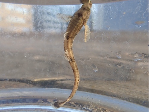 Pygmy poacher (Odontopyxis trispinosa) — Agonidae — 4