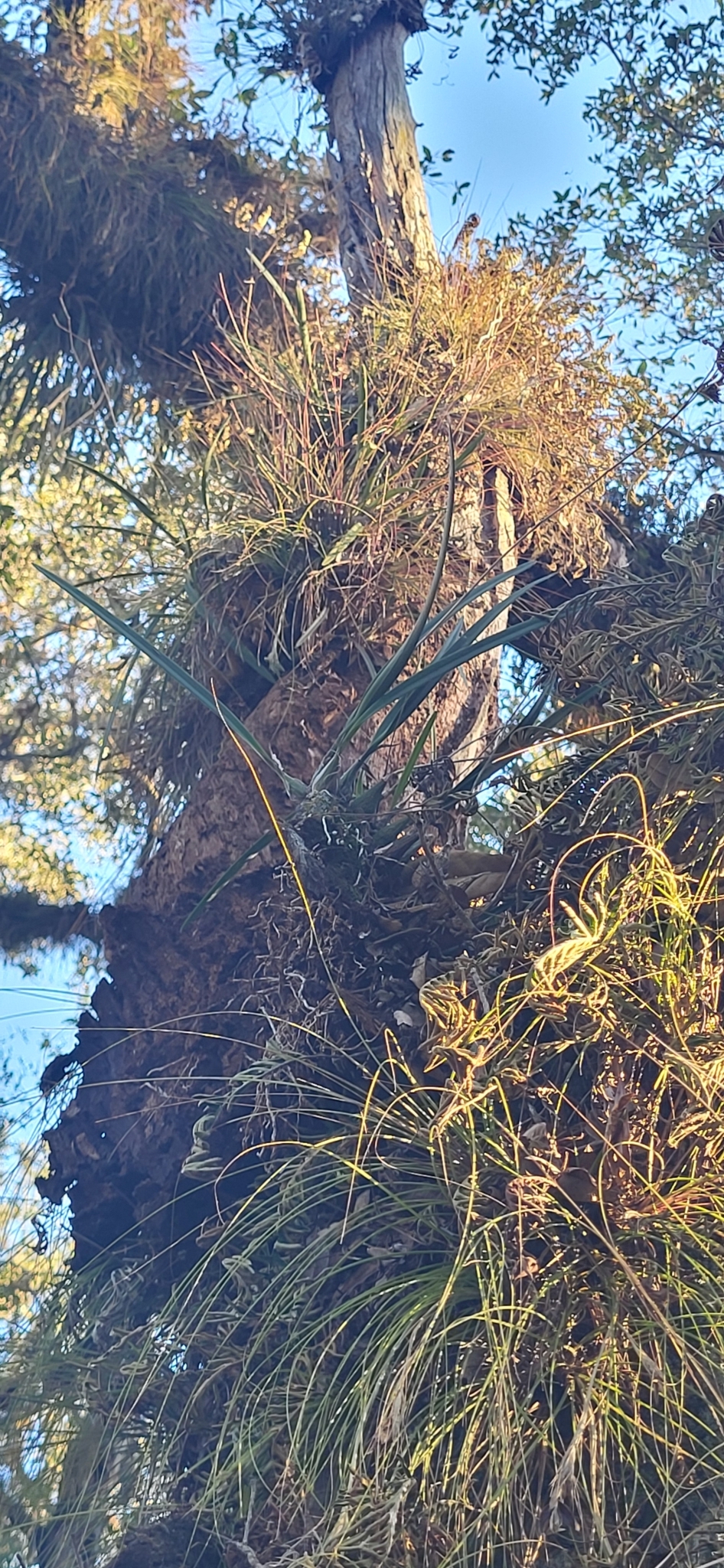 Imagem de Orquídea-borboleta