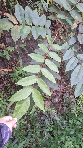 Foto de Sumagre-chinês