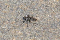 Saldidae