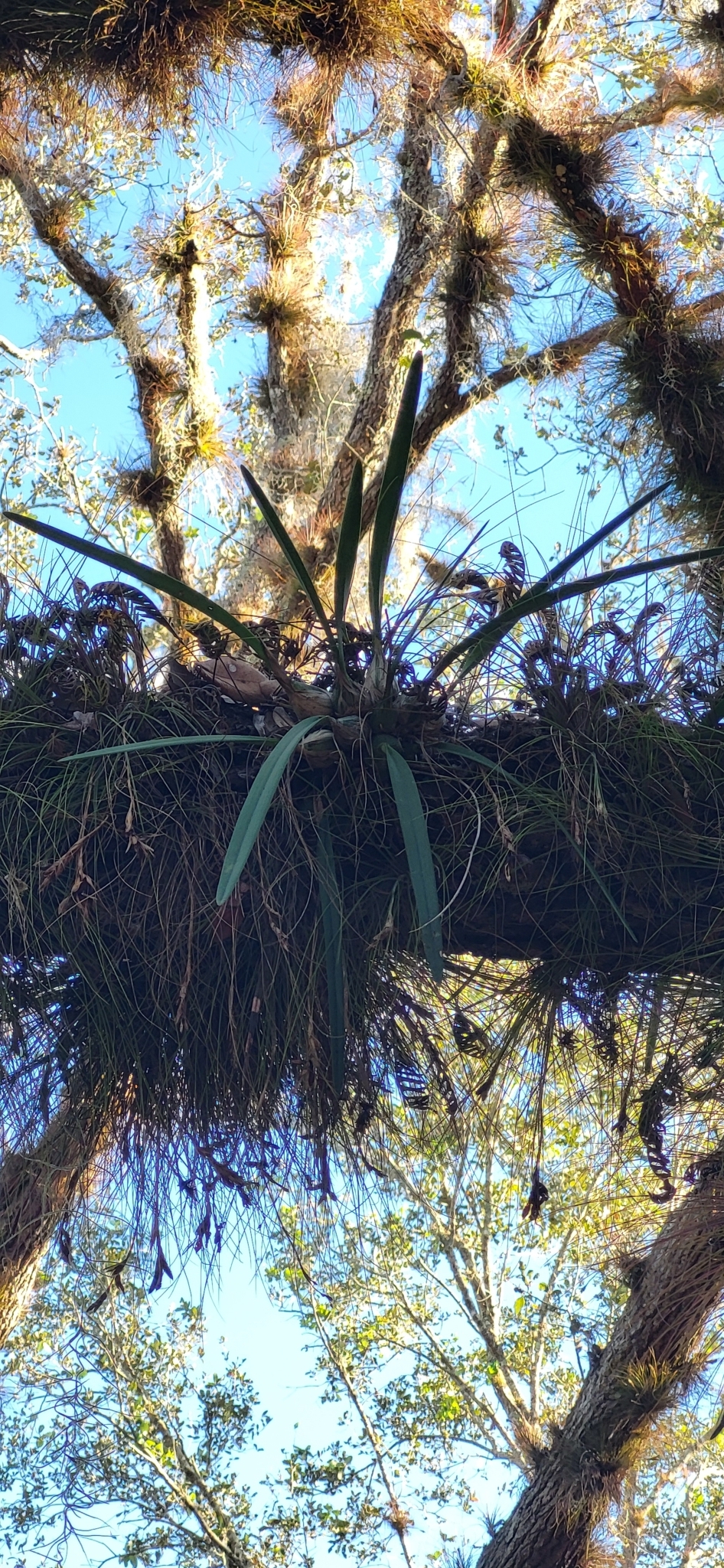 Imagem de Orquídea-borboleta