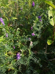 Vicia cracca cracca