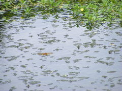 Hydrobasileus croceus