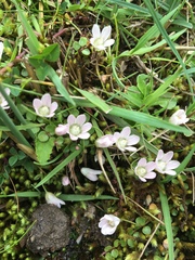 Lysimachia tenella