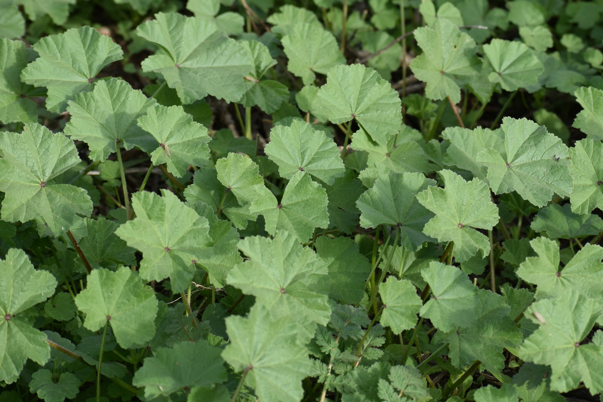 Imagem de Malva-branca
