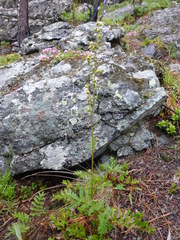 Artemisia tanacetifolia