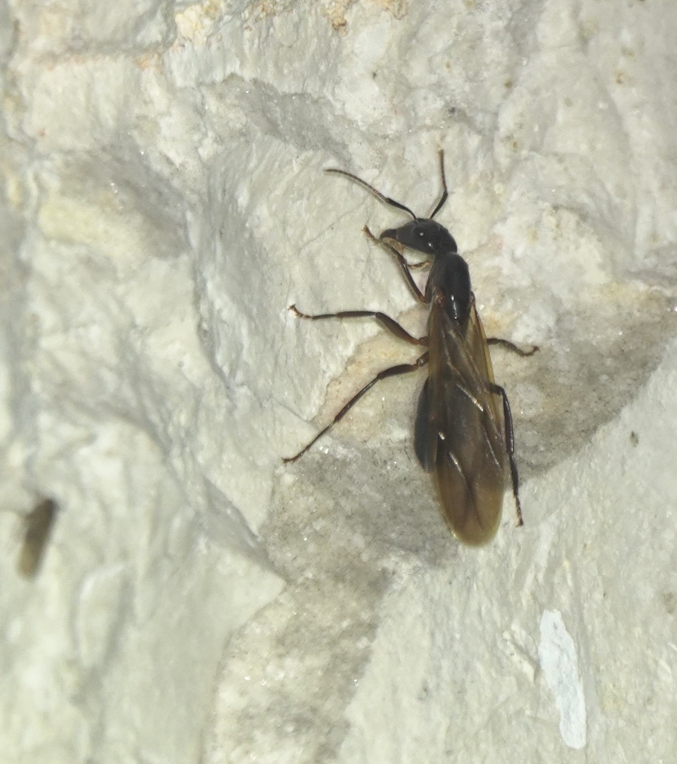 Camponotus pressipes