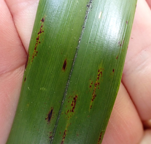 Dianella latissima, photograph 3