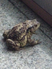 Bufo