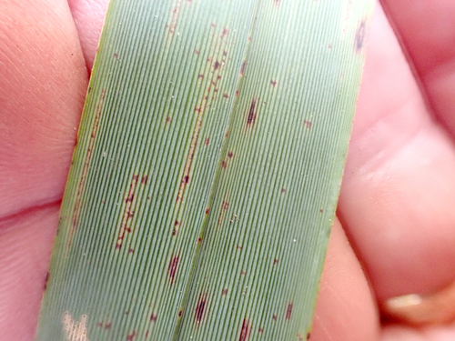 Dianella latissima, photograph 4
