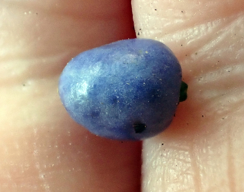 Dianella latissima, photograph 6