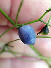 Dianella latissima, photograph author not stated, no rights reserved