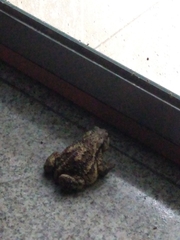Bufo