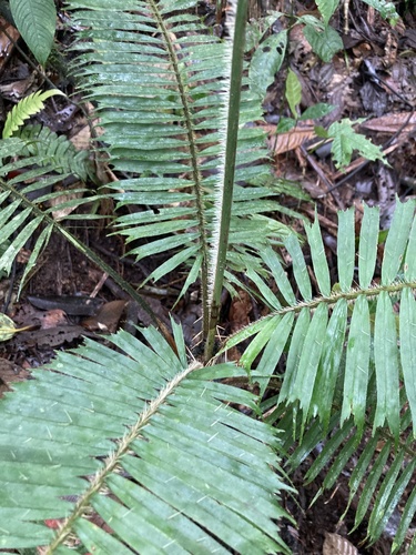 Aiphanes bicornis