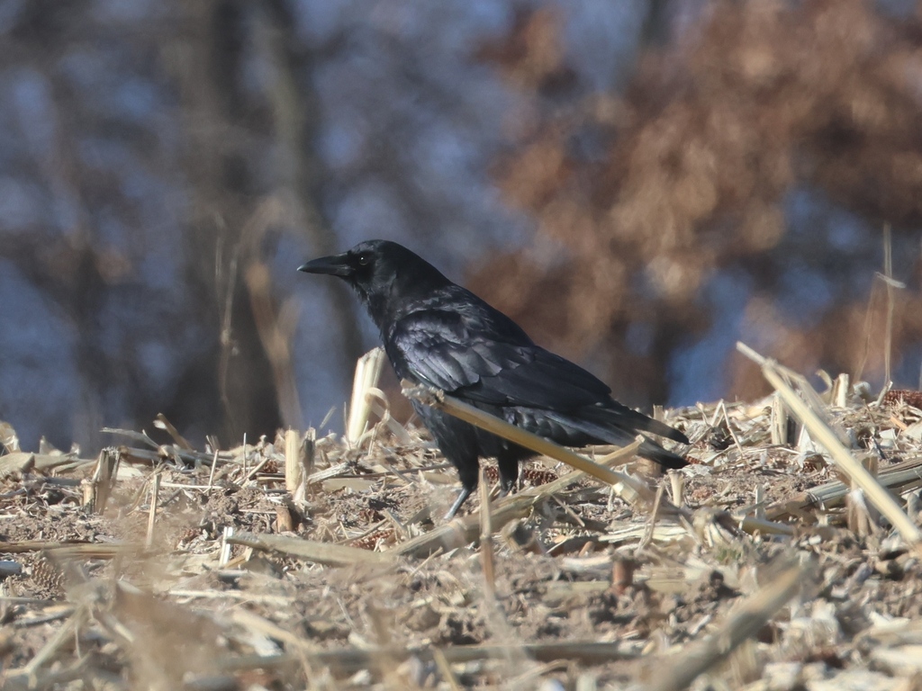 January Crow American Crow from Crawford County, WI, USA on January 2, 2025 at 01:32 ...