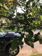 Fraxinus pennsylvanica