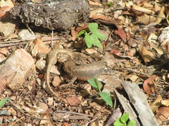 Sceloporus nelsoni