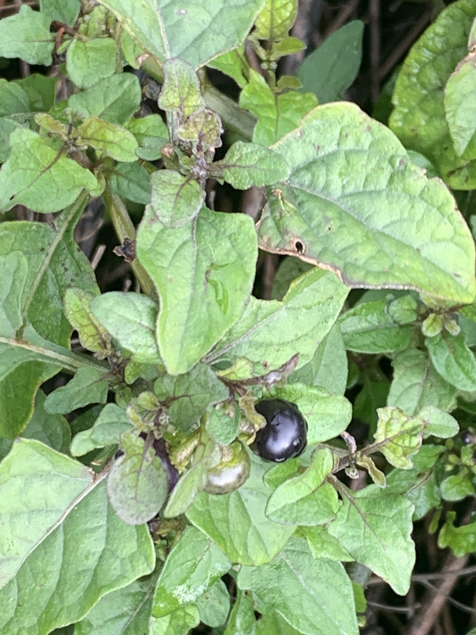Imagem de Pimenta-de-galinha