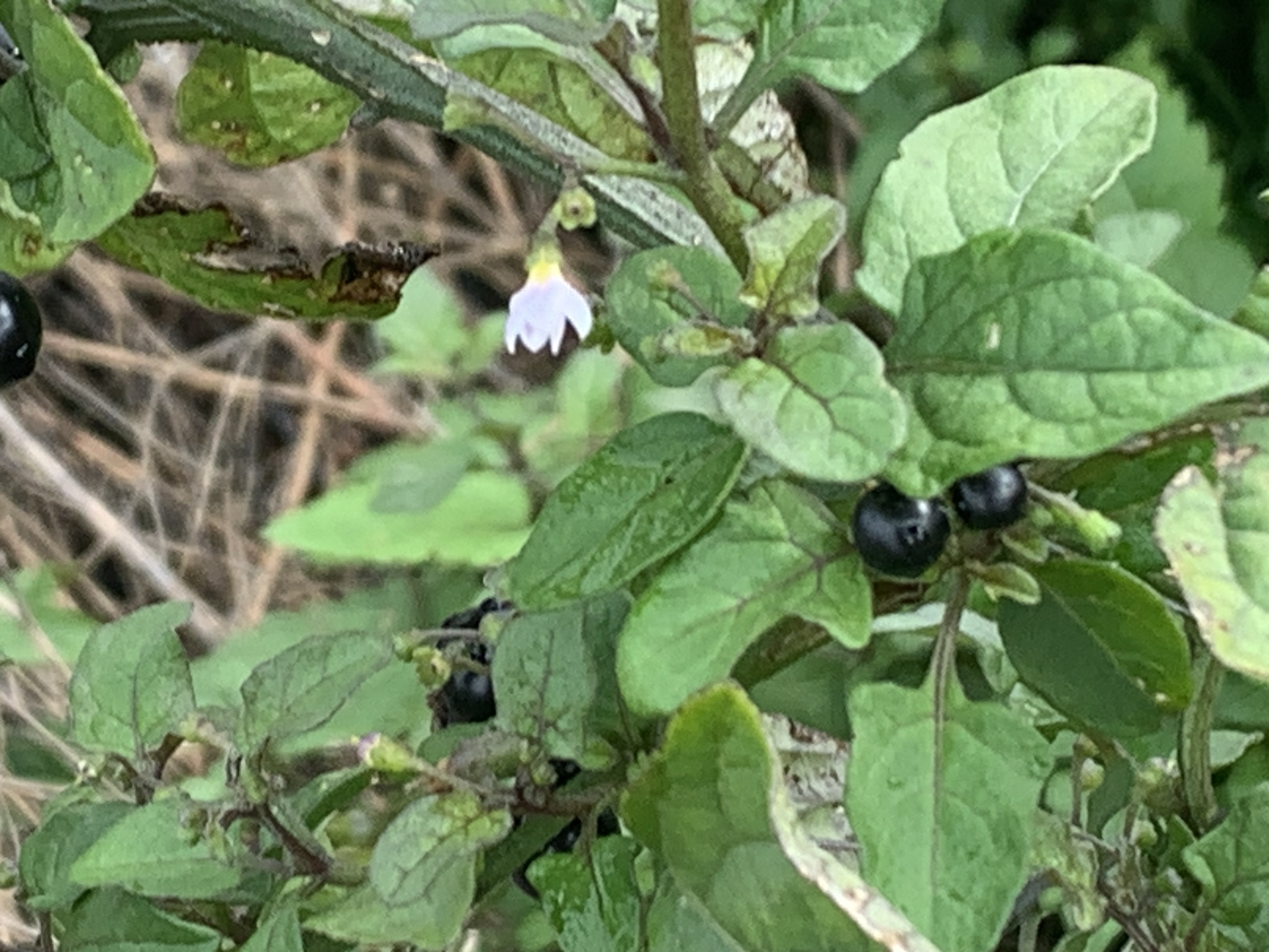 Imagem de Pimenta-de-galinha