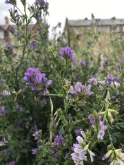 Medicago sativa sativa