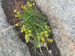 Cymopterus