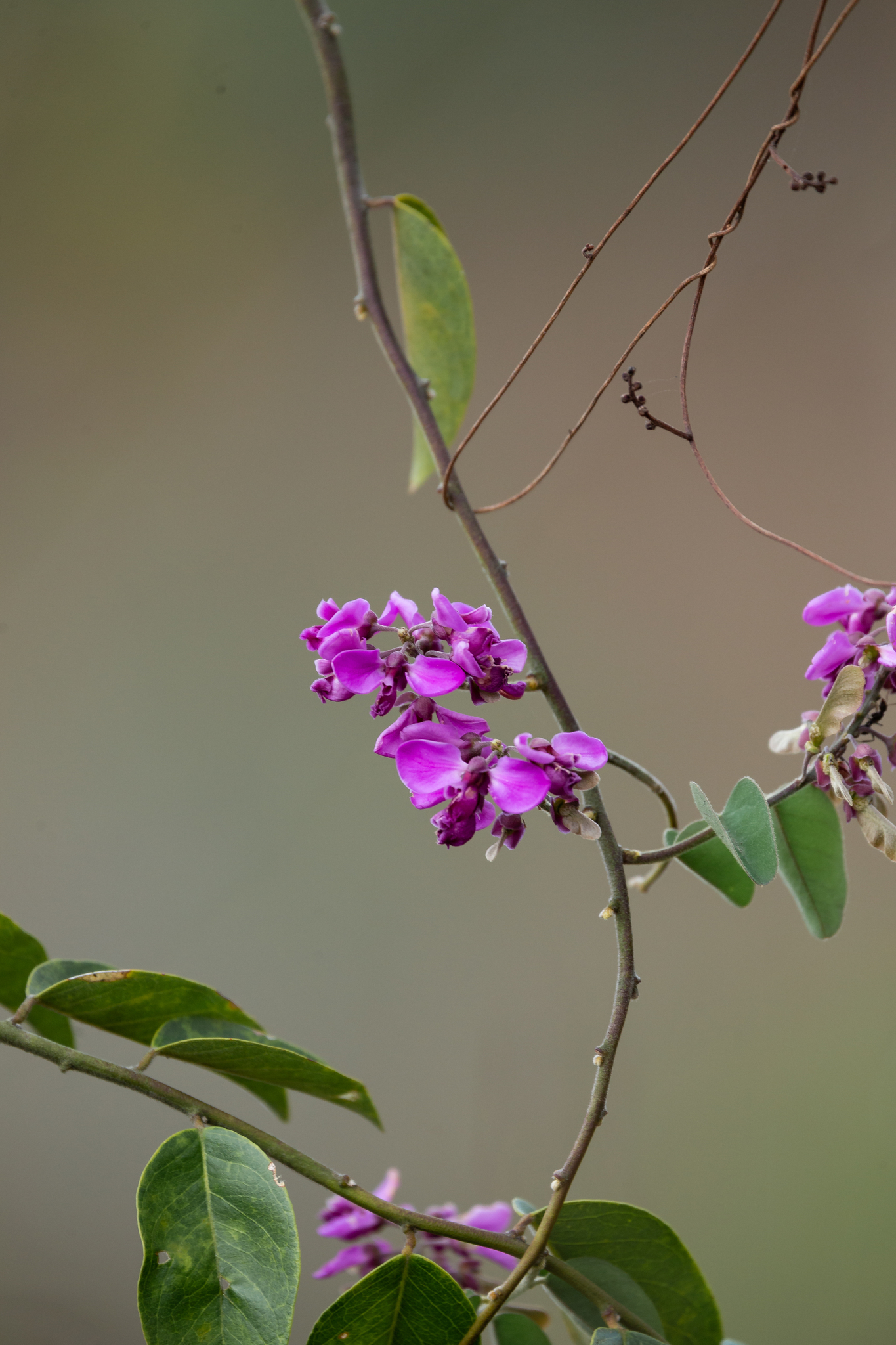 Securidaca diversifolia