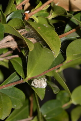 Ordgarius magnificus