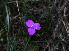 Tradescantia crassifolia