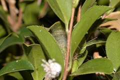 Ordgarius magnificus